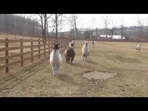 LLAMAS running (part 2) at StoneBridge Farm
