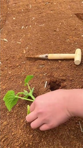 Top 10 Easy Ways to Grow Your Own Vegetables at Home