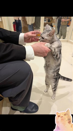 猫カフェに行ってみたよ🐱