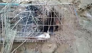 Discover Porcupine Behavior in a Metal Cage