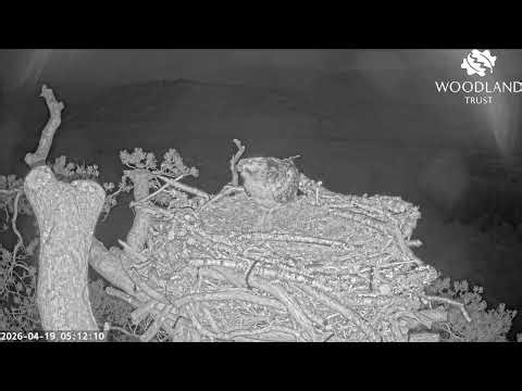Dancing in the dark - Louis the Loch Arkaig Osprey sky dances before dawn for Dorcha 19 Apr 2026