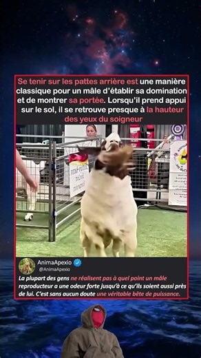 LA PLUS GRANDE CHÈVRE DE L’ARÈNE
