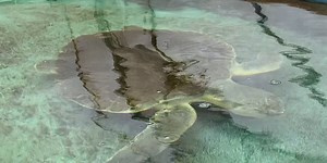 Sea turtle nesting season begins at Alligator Point