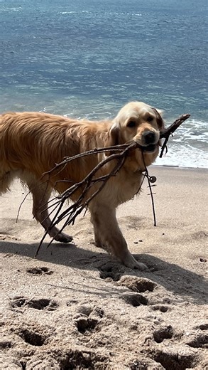 Beach fun 殺 | Apollo Bay | Facebook