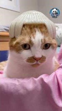 Pranking Your Cats and Dogs 😂😾🐶 #cats #catlovers #cat #funnycats