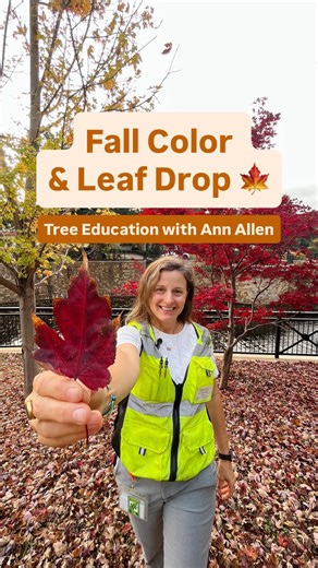 1K views · 18 reactions | Do you know why leaves change color and drop in the fall?  UP Parks Superintendent and certified Arborist Ann Allen shares some autumn facts as University Park’s urban forest begins to change color! For more tree information, follow our social media and sign up for the Arbor, our monthly newsletter, at uptexas.org/Newsletters!  | City of University Park, TX - Government | Facebook