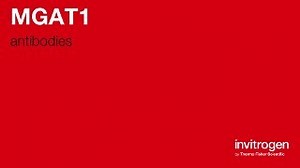 Anti-MGAT1 Antibodies | Invitrogen