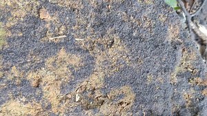 File:Collembola swarming 3.webm - Wikimedia Commons