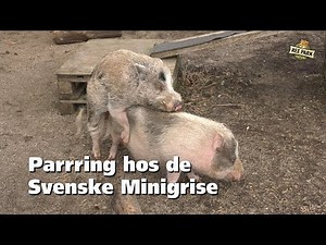 Parring hos minigrisene