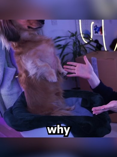 Dachshund Dog Tricks and Cuteness: A Must-Watch