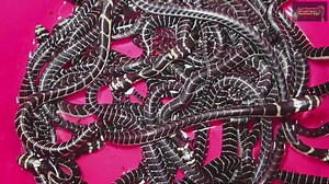 Wildlife expert ranks the top ten venomous snakes