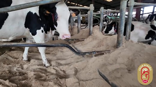 🔴 10 robot - Fuentes del Tajo, Toledo 👨‍🌾 En la granja Fuentes del Tajo, el motivo principal por el que Miguel Ángel Sáez y sus socios eligieron la robotización del ordeño fue la escasez de mano de obra. La razón por la que decidieron confiar en Lely fue el sistema de tráfico libre. 🗣️ “Yo calculo que al menos tres, cuatro personas hemos reducido. Una de las cosas que más no decidió a elegir esta marca fue el tema del tráfico libre, lo simple que es todo las pocas complicaciones y tuvo mucho
