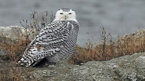 Snowy owls are an always-welcomed sign of the changing seasons | Paul A. Smith