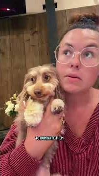 Problematic mini of the week! #dachsundpuppy #dachsundlove