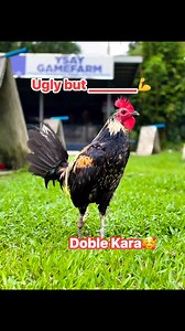 1K reactions · 41 comments | Laking BMEG & SMAHC products may napatunayan sa quality feeds Gawang sariling atin San Miguel Corporation #BMEGPOWERMAXX #BMEGINTEGRALines #SanMiguelAnimalHealthCare | Jack Veborah Torculas Sabadisto | Facebook