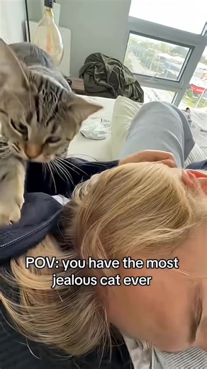 Understanding Cat Jealousy: Insights for Cat Lovers