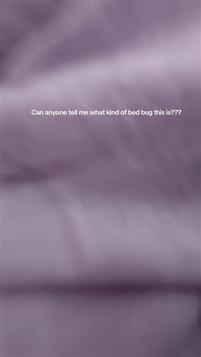 Identifying a Mysterious Bed Bug Species