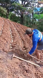 para sa mga Nagtatanong, marami pong paraan kung paano magtanim ng Luya at Madalas Ganito po ako Magtanim ng Luya, pero dipindi po sa dami ng Binhi itchura ng Lupa at Location ng tatanman. #Luya #farming | BAAK LIFE