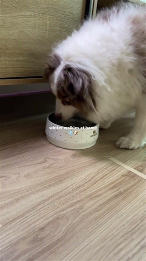 Walked ✅ Hydrated ✅ Clean and healthy smile ✅ 🦷 #groovies #dog #cute