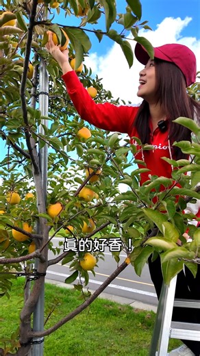 【主播台下】 到青森弘前蘋果公園採蘋果！免費入園，還有超過80種蘋果品種大集結！ 秋天到日本東北賞楓，建議大家也可以安排到蘋果產量第一的 #青森弘前市蘋果公園 走走，免費入園、公園廣達5.2公頃，種植了將近80種的蘋果樹，每年9-11月是蘋果盛產的季節，不僅可以體驗採蘋果的樂趣，還能看到蘋果結實累累的可愛畫面！ | 葉芷娟