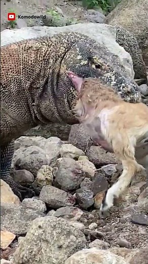 Look😱😱😱 How Komodo Eats Prey #komodo #wildlife #animalshorts