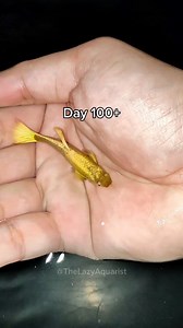 Fullgold guppy version 😊 Fry to adult transition #thelazyaquarist #isdaislife #fishreels #fishvideos #aquarist #mollyfish #fishkeeping #guppy #24kfullgoldguppy | The Lazy Aquarist
