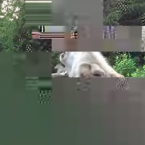 Happiness is contagious. So are howls. #standforwolves | Wolf Conservation Center