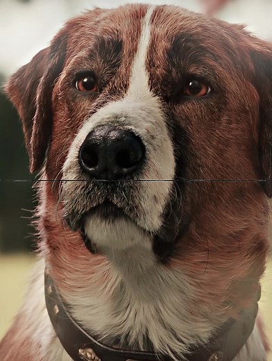 Buck's Journey: From House Pet to Wild Survivor