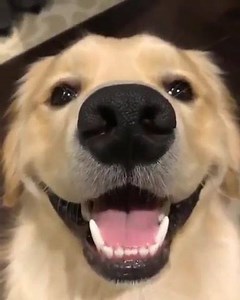 2.8K views · 19 reactions | cute aww GIF  | Funny GIFs | Facebook