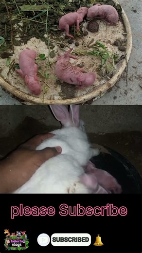 Rabbits 🐇 Ne Bacche De Diye 😄 | Brothers Zoo Vlogs | #01#shorts #ytshort #birds #pets #shortvideo