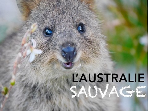 AUSTRALIE : la faune sauvage dans toute sa splendeur !