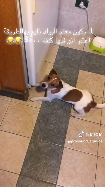 #الشعب_الصيني_ماله_حل😂😂 #شو_بدو_ياكل_اندي