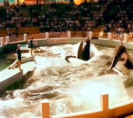 FLASHBACK 1979 with Hugo and Lolita at the Miami SEAQUARIUM!!! Who Else LOVED and MISSES These 2 Absolutely Special Whales?!? RIP!!! ❤️💝💖😍🔥🔥🔥💯🤔 #flashbacksouthflorida | Flashback South Florida - Memories and Memorabilia