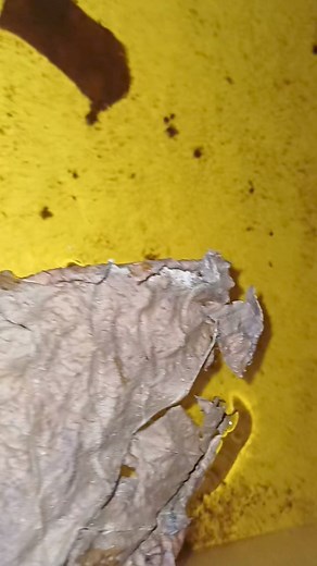 Hendra wild betta 1mth only get lay egg. #hendrawild #bettafish #bettamalaysia #wildbetta Betta E.L | Betta E.L