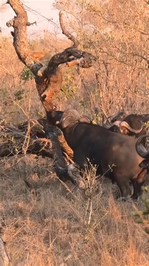 solomon the guide on Instagram: "How does the buffalo’s mobbing defense behavior? At sunrise, African buffalo shift into defense mode—forming tight circles with powerful adults on the perimeter and calves safely in the center, heads raised and horns pointed outward, scanning the savannah as lions and other predators finish their night hunts; this coordinated morning ritual shows how survival begins with teamwork and vigilance. #Safari #wildlife #safariwildlife #wildlifesafaris #safaritours"