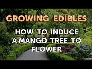 How to Induce a Mango Tree to Flower