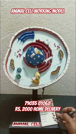 animal cell working model | School model and project