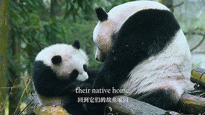 4.3K views · 937 reactions | Amazing China: Tree Climbing Lesson | WE ARE CHINA | Facebook