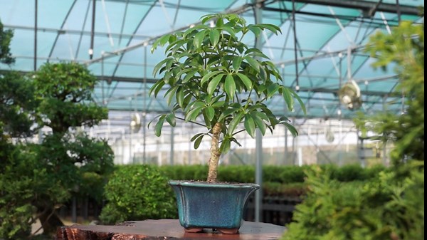 Brussel's Bonsai Live Hawaiian Umbrella Bonsai Tree - Small, 3 Year, 4 to 7 Inches Tall - Indoor Bonsai Tree with Ceramic Bonsai Pot