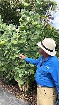 The ultimate plant to attract butterflies !!