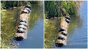 Woman Amusingly Narrates How One Turtle's Attempt to Climb Onto a Log Knocked Other Turtles Off