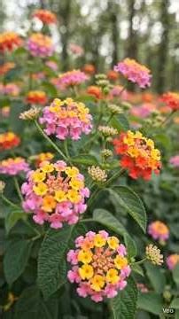 Lantana Camara: The Silent Killer of India's Forests!