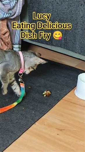 Lucy Eating Delicious Fish 😺🐠😋🤤 #lucy #fish #yummyfish #catfeeding #lucycatlaila #cat #catshorts