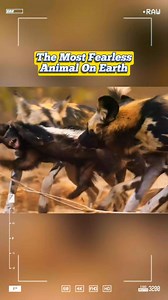 The most fearless animal on earth. | animal world