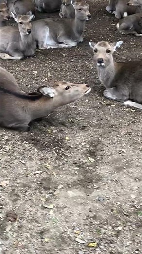 Can Deer Be Domesticated?