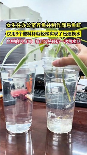 女生在辦公室養魚並製作簡易魚缸，僅用3個塑料杯就輕鬆實現了迅速換水，魚中的大祭司：我們又將經歷一次枯水期！#shorts