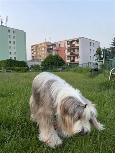 so cute | Bearded Colli Lovers