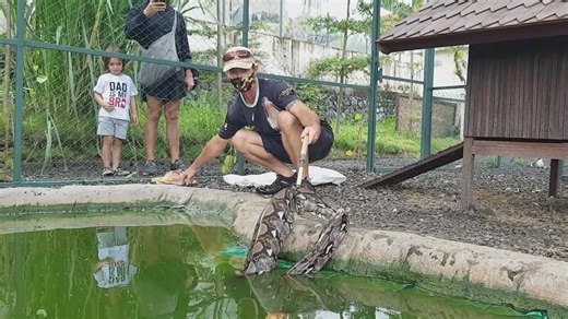 Snake discovery | Snake vs duck with big snakes