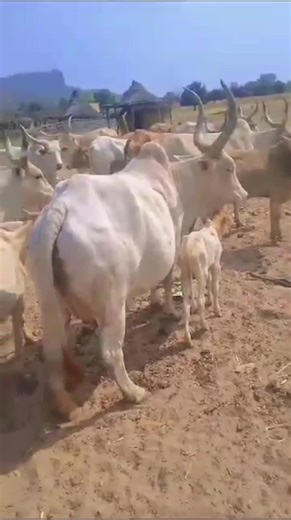 bah samba Umar haari (@samba.bah065)’s videos with original sound - bah samba Umar haari