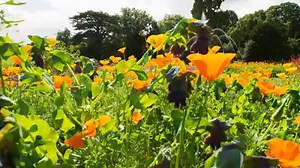 Admire the interiors of what was once one of the largest and most opulent houses in Jacobean England. Audley End House and Gardens is the perfect place to enjoy stunning views across the unspoilt Essex countryside this weekend. http://bit.ly/1U6xZ6c | English Heritage